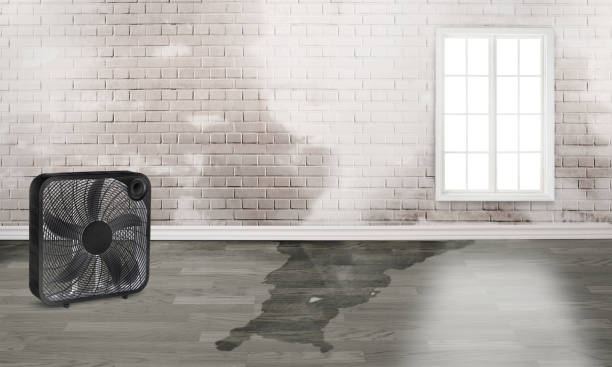 Best Local water damage restoration  in Lake Arrowhead, ME
